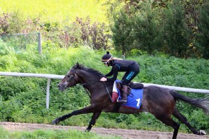 Spring Romance - runs at Wolverhampton