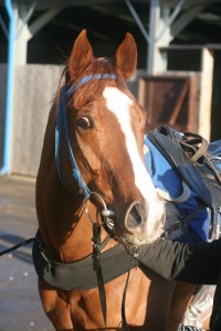 Lisselton Cross - broke duck at Wolverhampton