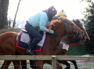 160212 Sakhee's Secret filly upsides the Indesatchel colt