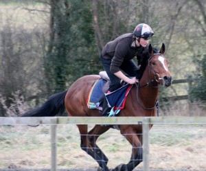 190312 2yo colt by Indesatchel (Zac Baker)