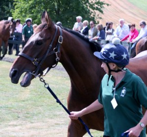 Cantlow - runs in the Irish Grand National