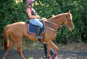 Stable star Tropics, rated 115