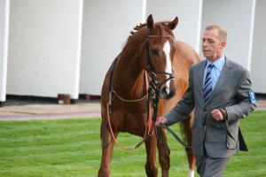 King's Concerto - limited shares available