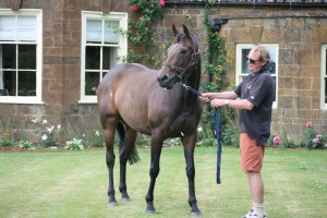 Presenting filly