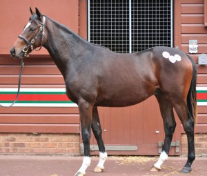 Holy Roman Emperor x Kibini (Galileo)