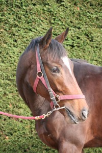 Holy Roman Emperor colt
