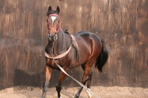 Holy Emperor colt on the lunge