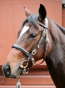 Yearling colt by Holy Roman Emperor