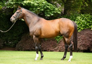 Leading stallion Holy Roman Emperor