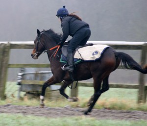 Holy Roman Emperor x Kibini (Galileo)