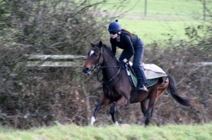 Holy Roman Emperor colt