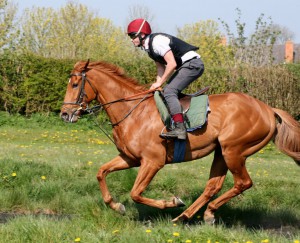 Red Cossack - runs at Newmarket