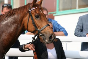 Soaring Spirits - favourite's chance at Brighton