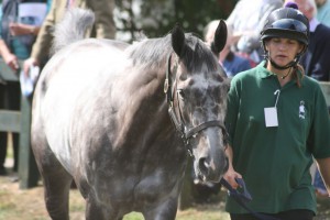 Tindaro - one of two  Market Rasen runners for Paul Webber