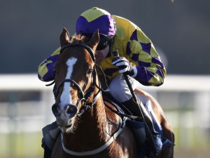 Kadrizzi - returns to Ascot