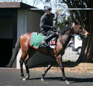 Twin Sails - sold for 148,000 guineas
