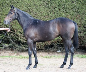 zebedee-colt-resized
