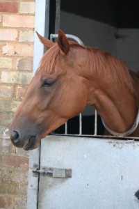 Red Ruffian - runs at Wolverhampton