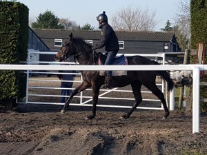 Zebedee colt in the outdoor ring