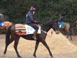 Zebedee colt 