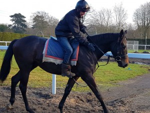 Zebedee colt - syndicated in 1/12th shares