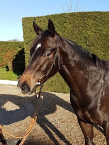 Zebedee 2yo colt