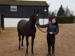 Zebedee 2yo colt