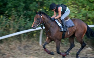 Stake Acclaim - could do with rain at Doncaster