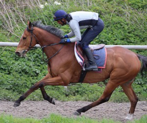 Firmdecisions - third at Yarmouth
