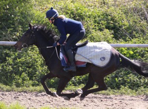 Watadol - just beaten at Yarmouth