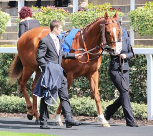 Kadrizzi - back on the all-weather at Kempton