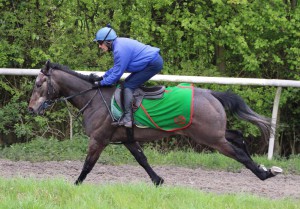 Harlequin Storm - won on handicap debut