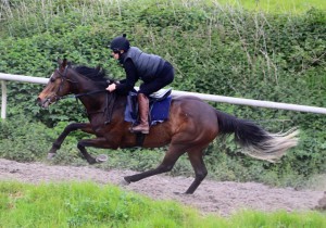 Fortia - each-way chance at Chelmsford