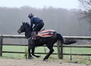Spring Romance - on the gallops last Wednesday