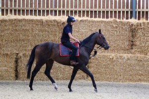 Tangramm  - back to winning ways