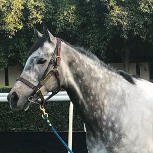 Librisa Breeze in Dubai