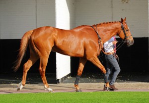 Tropics - trying to win over 5f