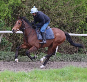 Mimram - favourite at LIngfield