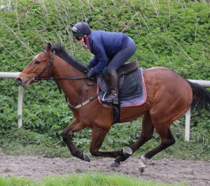 Higgy's Heartbeat - runs at Chelmsford in the 8.50