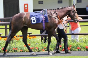 Spring Romance in paddock at Newmarket