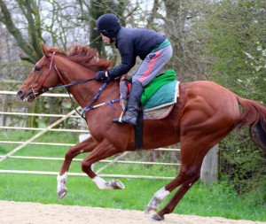 Flaming Spear - fancied in the International