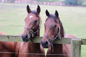 Two yearling colts at Childwickbury Stud