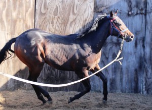 Garswood colt on the lunge