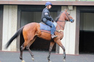 Daddy's Daughter - makes debut at Kempton
