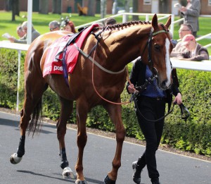Nezar - runs at Kempton (8.15pm)