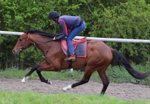 Sir Prize - runs at Wolverhampton