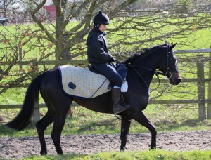 Wotadoll - favourite at Chelmsford