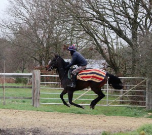Garswood colt - first time on the gallops