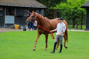 Red Cossack - well supported at Lingfield