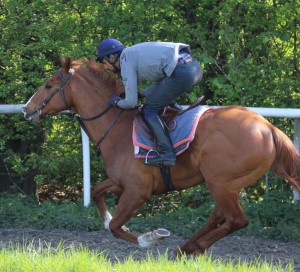 Kadrizzi - favourite at Chelmsford